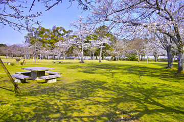 春の青空が広がる奈良市奈良公園、桜咲く公園内の野生の二匹のシカ
