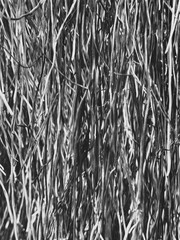 black and white plant pattern