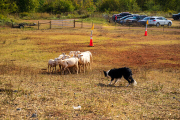 A flock of lambs on a farm. They are controlled by a sheepdog. The dog runs around to guide the lambs where to go. It can even force the lambs to stand in order. Both the lambs and dog are so adorable