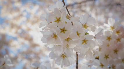Cherry blossoms bloom and sparkle in the warm spring sunlight.