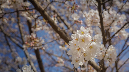 Cherry blossoms bloom and sparkle in the warm spring sunlight.