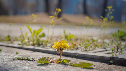 Close-up of dandelion flowers blooming on the road
