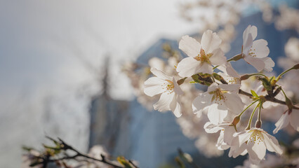 Cherry blossoms bloom and sparkle in the warm spring sunlight.