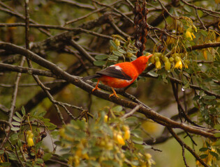 Rare I'wi bird, scarlet honeycreeper, Maui, Hawaii  all-red bird native to Hawaii that was used for traditional feather capes