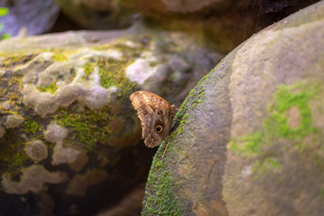 beautiful butterfly standing on rocks