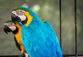 blue parrot, close up.