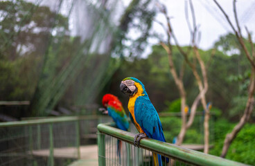 blue macaw
