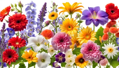  Cinema screenshot image view of fresh pansy gerbera carnation poppy sunflower periwinkle and lavender flowers © Spring of Sheba