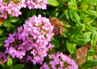 タイムの蜜を吸うミツバチ
