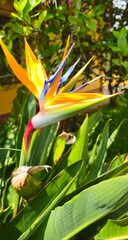 Flora y Fauna Medellin Colombia