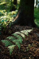 A fern in the forest in the morning