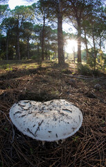 mushroom in the woods, Bearded amanita (Amanita ovoidea), Ovoid amanita on sandy soil at the edge of the pine tree woods. 