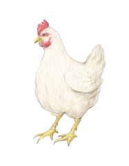 鶏　水彩色鉛筆イラスト