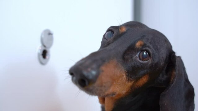 Portrait of dachshund dog anxiously looks into the keyhole of a white door, anxiously looks frightened defenselessly, turning its head Pet at home alone, spying on neighbor, spying, waiting for owner