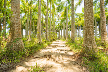 Palm tree jungle near Muse Lake in Qiongzhong, Hainan, China