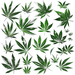 cannabis leaf isolated on white