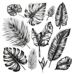 black and white tropical leaves on white, silhouette tropical leaves