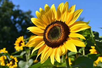 Naklejka premium Sunflower, beautiful symbol of summer