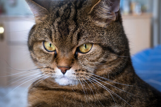 Close-up of a cat's face. Portrait of a cat.