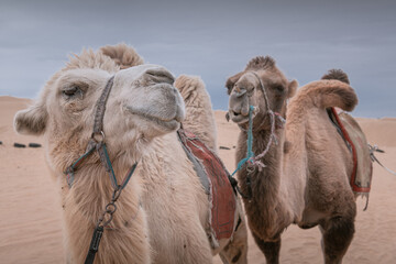 Close un portrait of the three funny camels in desert of Inner Mongolia, China