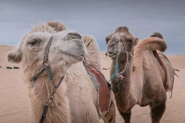 Rolgordijnen Close un portrait of the three funny camels in desert of Inner Mongolia, China © Tatiana Kashko