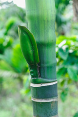 Obraz premium Areca palm flower bud on tree