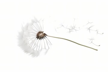 Wispy dandelion seed caught in the breeze, on a journey of possibilities, isolated on white solid background