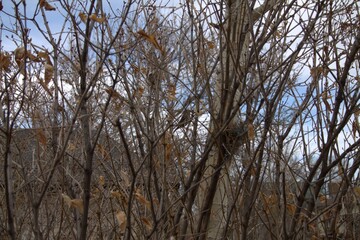Bird and birdnest in lilac bush