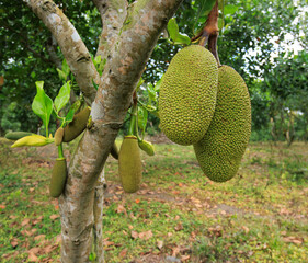 Green jackfruit grow on the Jack fruit tree