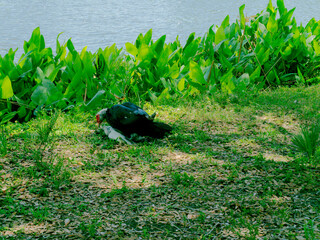 Mallard ducks mating green grass beside a lake, Wide view in bright sunshine with green grass and bushes. No people copy space in Florida. Sunshine and shade.

