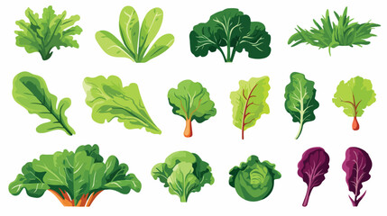 Collection of fresh salad leaves radicchio lettuce