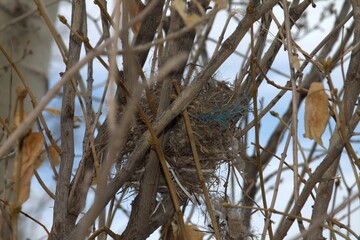 Birds Nest in bush