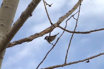 bird on a branch