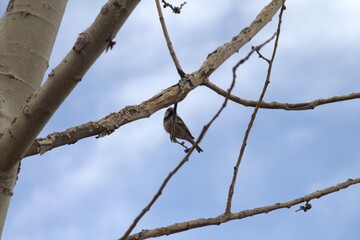 tiny brown finch on a branch looking up