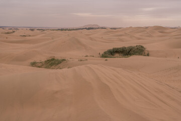 Fototapeta na wymiar Horizontal image of the grass growing in the desert of Inner Mongolia, China