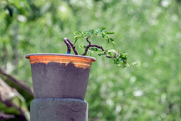 Tamarind trees grown from seeds Can be bent to shape as imagined. Make a bonsai