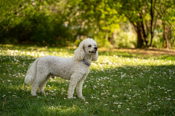 Beautiful white poodle in the park , bloomed flowers all around