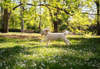 Exited poodle running happily through the park, spring time, back light 