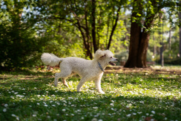 Dog Poodle running in the park at full speed , flowers and grass 