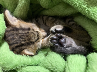 gato bebé durmiendo