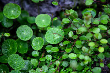 View of the raindrops on the plants