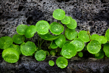 View of the wet plant in the rain