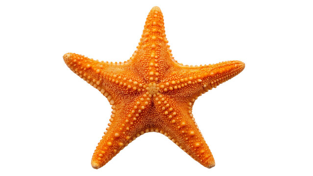 Orange starfish isolated on transparent background