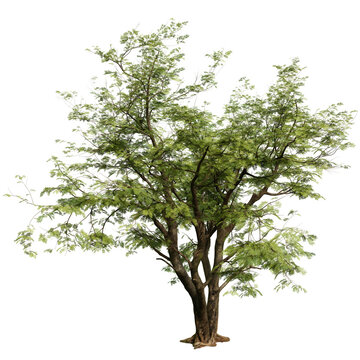Jacaranda tree isolated on white background with a high resolution