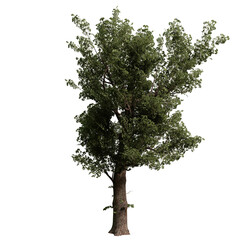 Obraz premium Alder tree isolated on white background with a high resolution