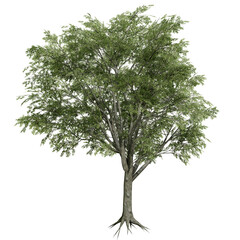American Elm tree isolated on white background with a high resolution