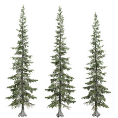 subalpine fir tree isolated on white background with a high resolution