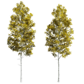 Quaking Aspen tree isolated on white background with a high resolution