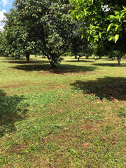 green mango trees in the garden