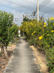 road in the city of thailand